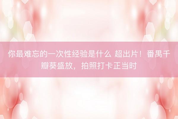 你最难忘的一次性经验是什么 超出片！番禺千瓣葵盛放，拍照打卡正当时